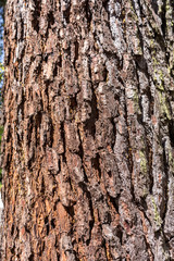 old cedar tree bark at closeup