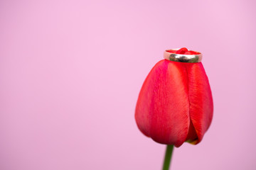 A gold wedding ring rests on a red Tulip Bud on a pink background: wedding concept