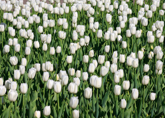 white tulips in the garden