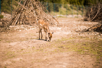 Cute spotted fallow deer is ruminant mammal belonging to the family Cervidae.