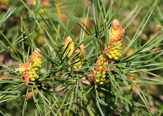 pine cones on a tree