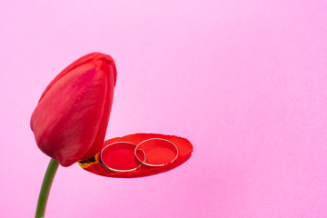 Two gold wedding rings lie in the shape of infinity on a petal of a red Tulip Bud on a pink background: wedding concept, front view