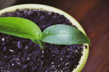 Fresh young green canna sprout with water drops on its leaves on the black soil background in a yellow flower pot. Soft colours.