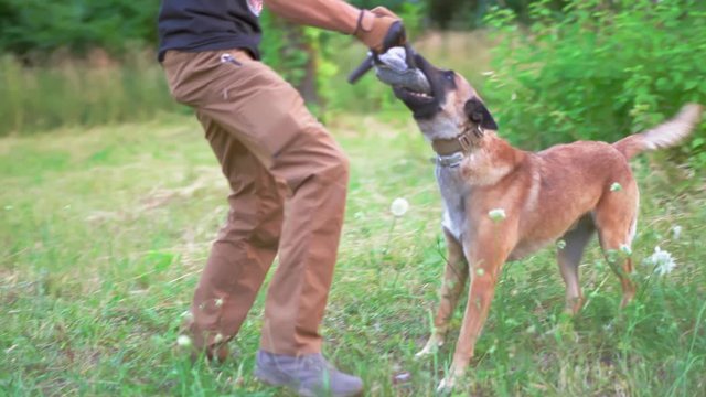 Watch Dog Is Training For Future Work Close Up Video. Belgian Malinois Aggressively Nibbles A Toy Held By Its Trainer. Dog Training Concept Video