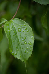 raindrops on rose leaves after thunderstorm