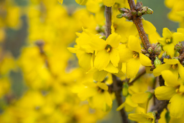 Lots of small yellow flowers on the background of a field of small yellow flowers: space for text, eco-concept