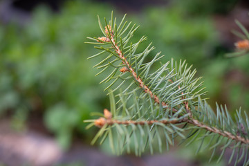 Blue spruce branch close-up on a green background: place for text, eco-concept