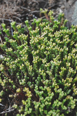 Fototapeta na wymiar Green sedum acre with yellow buds on its tops under the daylight close up. Juicy succulent in wild nature.
