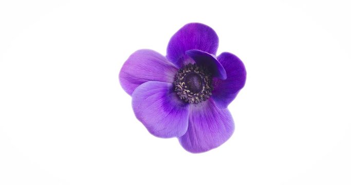 Violet Purple Flower Anemone Open Blossom in Time Lapse on a Black Background.