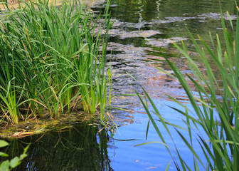 Swamp on a summer day, reeds with long leaves and duckweed on the surface of the water. Blue sky and green plants around.