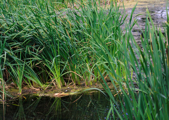 Fototapeta premium Swamp on a summer day, reeds with long leaves and duckweed on the surface of the water. Blue sky and green plants around.