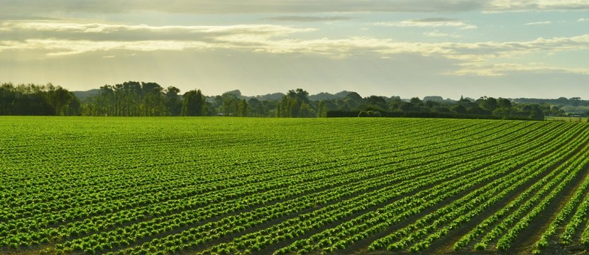 High Angle View Of Crop Growing In Field Against Cloudy Sky