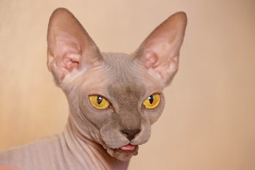 sphynx cat with tongue out