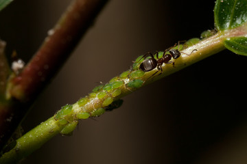 ant with aphids on a leaf stem