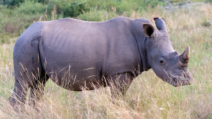 Side profile of a rhino standing in a grassland