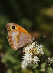 Butterfly with orange color wings pollinating red and yellow flower. Blur, bokeh green background, vertical portrait.