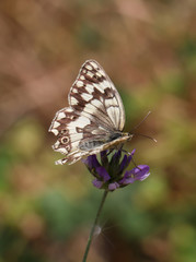 Butterfly with white and brown color wings pollinating a mauve violet wildflower. Blur background, vertical portrait.