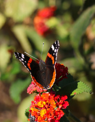 Butterfly red admiral with black wings and white spots pollinating red and yellow flower. Blur nature background, vertical portrait.