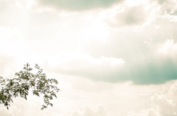 sun shining through the forest