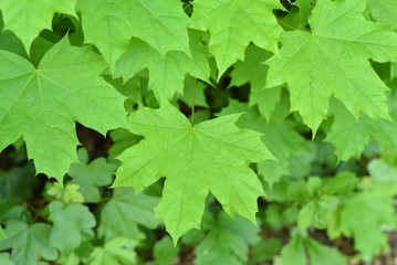 Fototapeta na wymiar Green leaf of a maple, background.