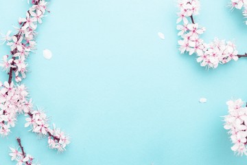 Sakura blossom flowers and may floral nature on blue background. For banner, branches of blossoming cherry against background. Dreamy romantic image, landscape panorama, copy space.