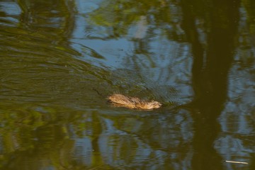 Bisamratte in Wasser 