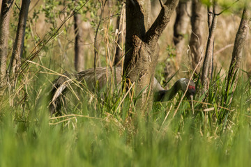 Kranich (Grus grus) läuft im Naturschutzgebiet Tegeler Fließ in Berlin 