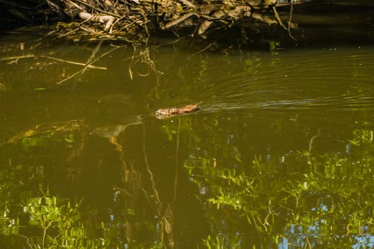 Bisamratte in Fluss 