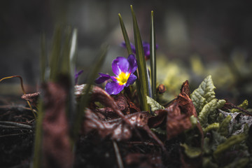 Kwitnący fioletowy pierwiosnek - obrazy, fototapety, plakaty