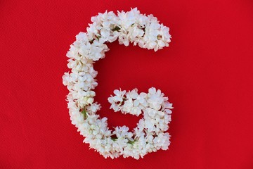 Letter G made from flowers of white lilac on a red background. Flowers composition. Flat lay. Letter G made of white flowers. Spring concept. Floral letters of the alphabet for design and decorati