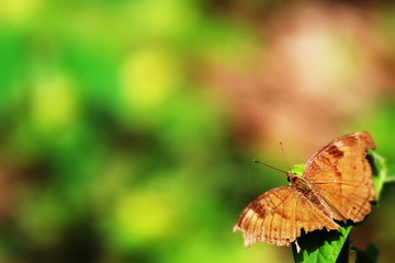 butterfly on leaf