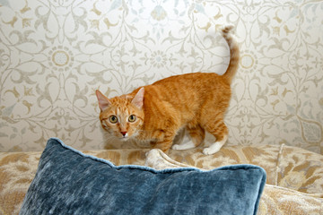 Beautiful young red cat on the sofa. Ginger cat portrait