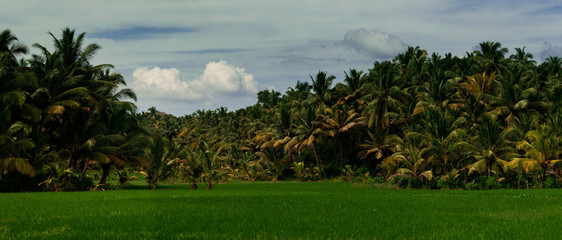 selva India