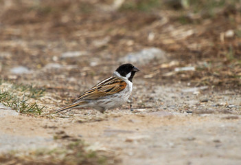 Common reed bunting (Emberiza schoeniclus) sits on the ground