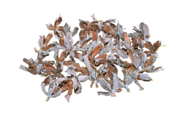 thuja seeds isolated on white background