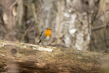 Robin (Erithacus rubecula) on the felled tree