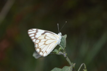 Butterfly on a peaf