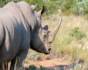 Close up view of a big rhino with a very long horn standing in the veld.