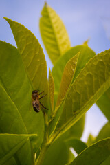 Abeille
