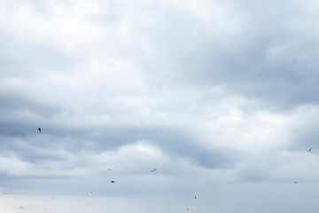 a flock of birds on the background of a gloomy, stormy sky. Low rain clouds