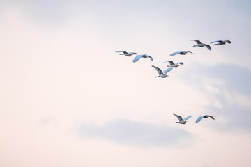 Flock of birds flying