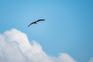 Eagle soaring in cloudy sky