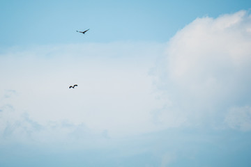 Eagles soaring in a blue sky with clouds