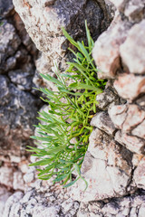 Sea fennel by the Adriatic sea