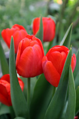 Red tulip flowers in the garden
