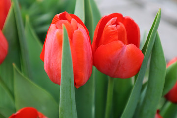 Red tulip flowers in the garden
