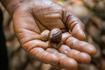 Nutmeg on hand in Sri lanka