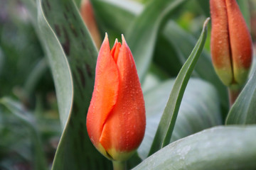 Flower of an orange tulip in the garden.