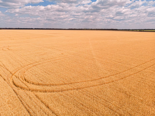 Naklejka premium Aerial view of wheat field with tractor tracks. Farm from drone view.
