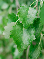 Close up of green leaf